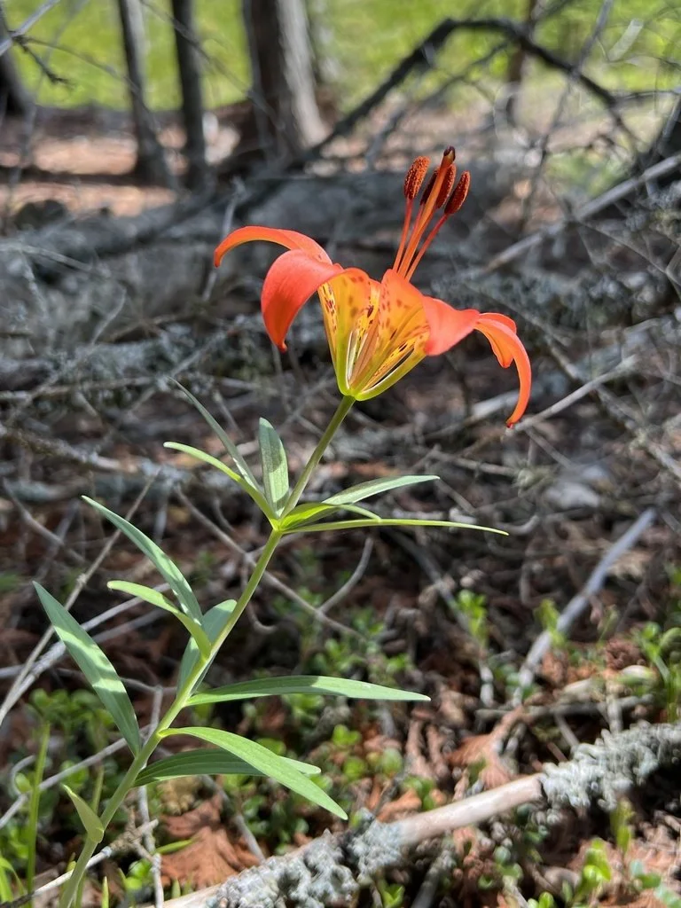 lirio_lily_carpediemさん8-29-3 Wood Lily — Cape Cod Wildflowers